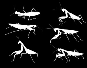 six mantids white silhouettes isolated on black