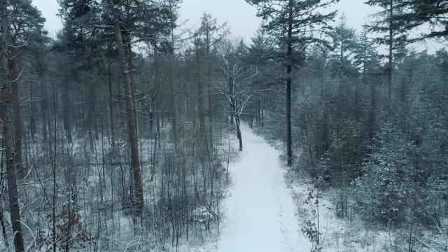 Moving forward on moody snow covered forest path.