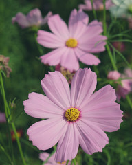 Obraz premium pink cosmos flowers closeup