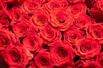 red roses background