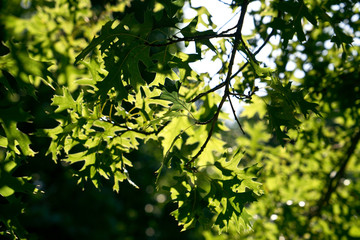 Fototapeta na wymiar Quercus coccinea - Scharlach-Eiche