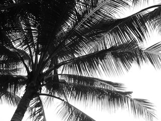 Naklejka premium Coconut palm tree silhouette