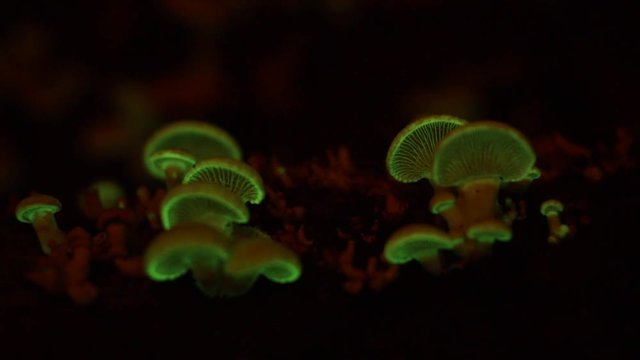 The bioluminescent fungus, Panellus Stipticus glows in dim light.