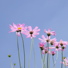 Obraz na płótnie Canvas pink cosmos flowers closeup