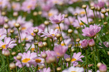Light purple Margaret, Park in Funabashi City, Chiba Prefecture, Japan