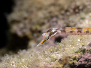 Pipefish