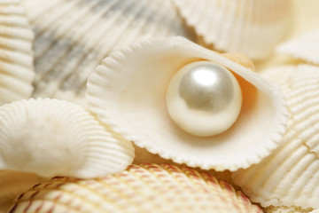 Organic pearl in a shell. Beautiful seashells arrangement. Treasure from the sea concept.