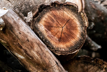 cut wood log