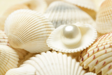 Fototapeta na wymiar Organic pearl in a shell. Beautiful seashells arrangement. Treasure from the sea concept.