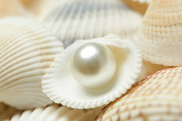 Organic pearl in a shell. Beautiful seashells arrangement. Treasure from the sea concept.