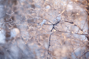 frozen branch macro outside