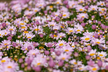 Obraz premium Light purple Margaret, Park in Funabashi City, Chiba Prefecture, Japan