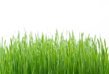 Fototapeta na wymiar .Green wheat grass isolated on white background