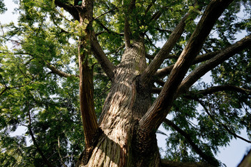 Metasequoia glyptostroboides - Urweltmammutbaum, Chinesisches Rotholz
