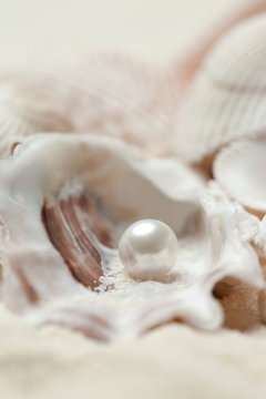 Organic pearl in a shell. Beautiful seashells arrangement. Treasure from the sea concept.