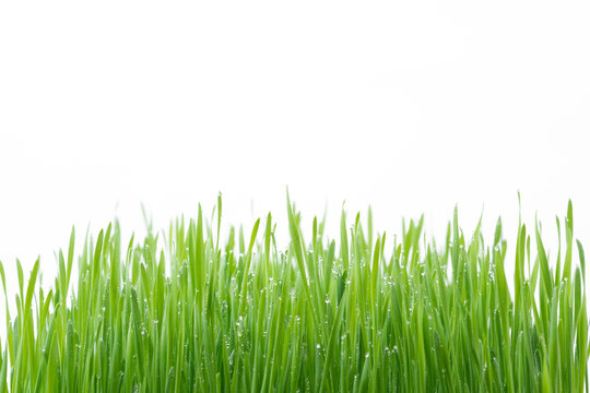 .Green wheat grass isolated on white background