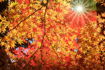 Red maple leaves border at autumn forest, blurred background. Season changing