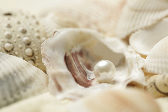 Organic pearl in a shell. Beautiful seashells arrangement. Treasure from the sea concept.
