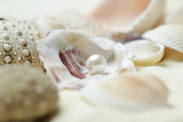 Obraz na płótnie Canvas Organic pearl in a shell. Beautiful seashells arrangement. Treasure from the sea concept.