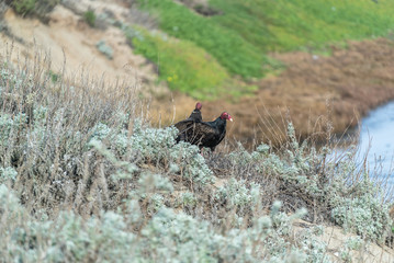 valture in the USA pacific coast waiting for some food