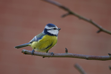 Blaumeisen erkennt man an ihrem typischen Gesang