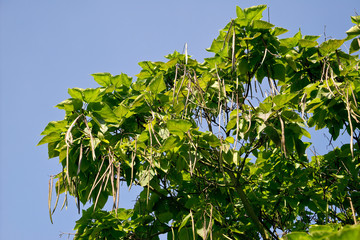 Catalpa bignonioides 'Aurea' - Gelblaubiger Trompetenbaum, Gold-Trompetenbaum