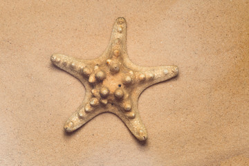 Horned Starfish on the sandy beach