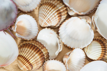 Bunch of empty shells common cockle Cerastoderma edule