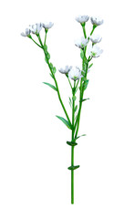 Fototapeta na wymiar 3D Rendering Berteroa Incana Flowers on White