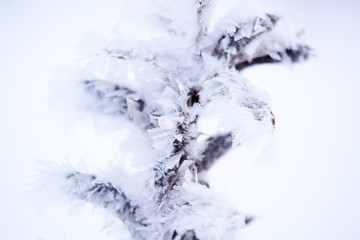 frozen plant in snow macro