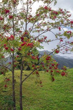 Vogelbeere, Vogelbeerbaum im Herbst