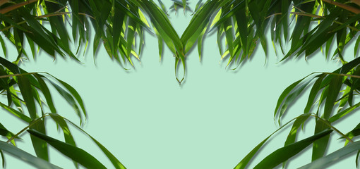 Bamboo Leaves on powder green surface, Background Cover