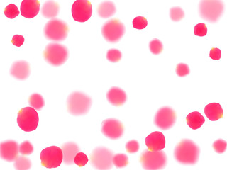 Pink rose petals falling vector valentine background.