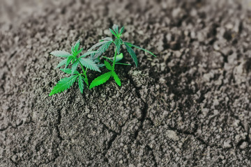Growing natural premium marijuana with seedlings from.soil for the production of cannabis essential oil in medicinal preparations - CBD oil, cannabidiol