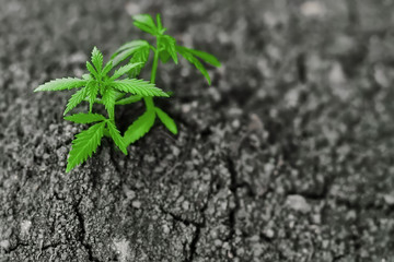 Growing natural premium marijuana with seedlings from.soil for the production of cannabis essential oil in medicinal preparations - CBD oil, cannabidiol