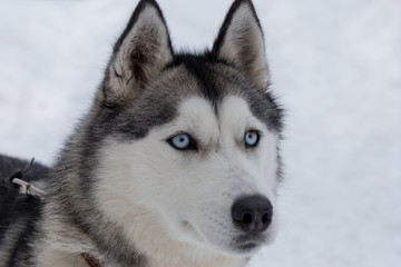 Cute siberian husky close up. Pet animals.