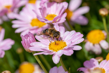 Light purple Margaret and bee, Chiba Funabashi Park, Japan