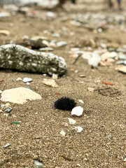 sea urchins, nature, fauna, ocean, sea, coast, cleaning the world's oceans, mud, cleaning the shore