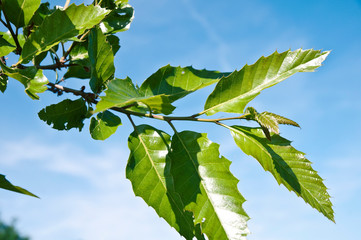 Quercus acutissima - Japanische Kastanien-Eiche, Gesägte Eiche, Seidenraupen-Eiche