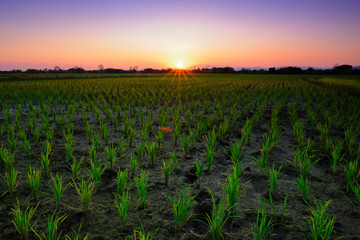 Beautiful landscape with colorful, light and shadow during sunset of the rice field (paddy field)