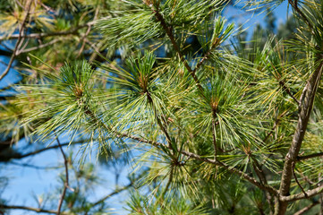 Pinus peuce - Rumelische Kiefer, auch Mazedonien-Kiefer, Mazedonische Kiefer, Balkankiefer