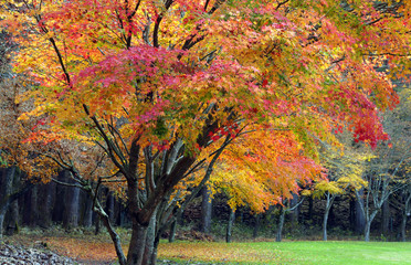紅葉、秋風景、季節感 、秋、もみじ、カラフル