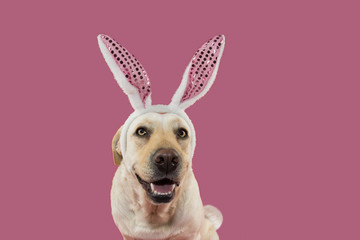 HAPPY EASTER DOG. PUPPY DRESSED AS A BUNNY WITH BUNNY EARS AND TALE. ISOLATED AGAINST PASTEL PINK BACKGROUND.