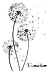 Black dandelion silhouette on white background. Vector illustration.