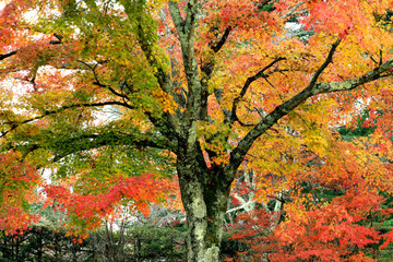 紅葉、秋風景、季節感 、秋、もみじ、秋の林