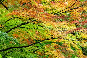 紅葉、秋風景、季節感 、秋、もみじ、秋の林
