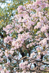 Pink trumpet tree "Chompoo Pantip" in winter, Thailand. © 9Air