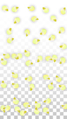 Vector Realistic Pink Petals Falling on Transparent Background.  Spring Romantic Flowers Illustration. Flying Petals. Sakura Spa Design. Blossom Confetti.