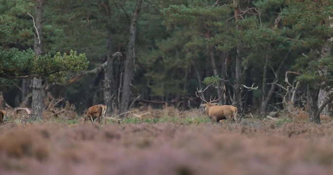 Moorland, autumn animal behaviour. Red deer, rutting season, Hoge Veluwe, Netherlands. Deer stag, bellow majestic powerful animal outside wood, big animal in forest habitat. Wildlife scene, nature. 