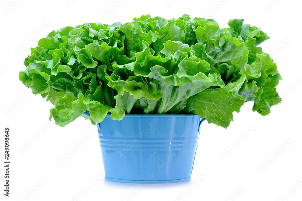 Wall mural Fresh green lettuce salad in the bowl isolated on white background - Wall murals